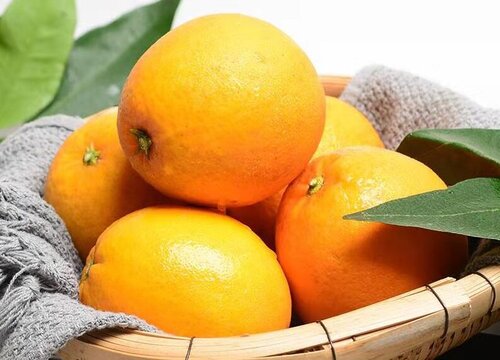 进口橙子的品种排名