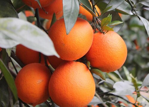 进口橙子的品种排名
