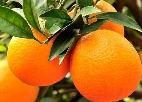 进口橙子的品种排名