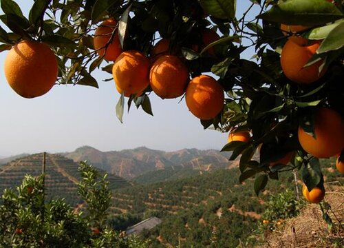 进口橙子的品种排名