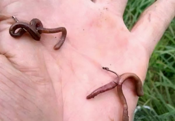 让鲫鱼疯狂的味道有哪些