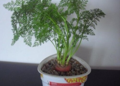 花盆栽种红萝卜需要注意哪些问题