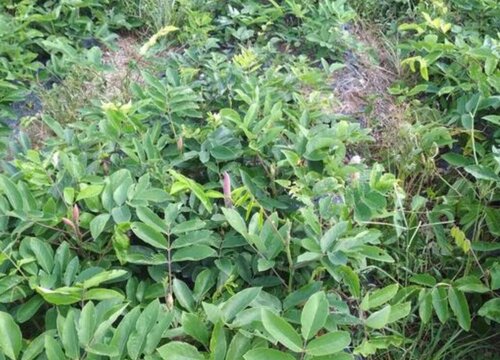 石参种植亩产量多少斤