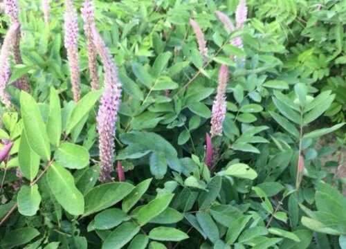 石参种植亩产量多少斤