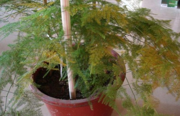 文竹叶子变黄怎么挽救处理