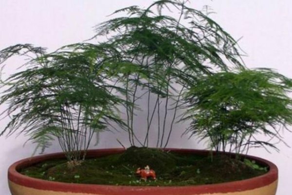 文竹叶子变黄怎么挽救处理