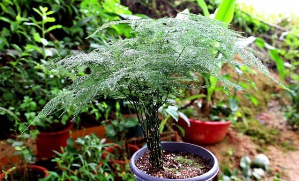 文竹叶子变黄怎么挽救处理