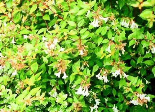 六道木是什么树木