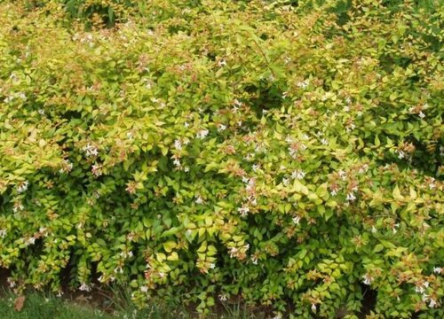 六道木是什么树木