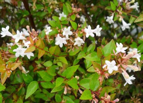 六道木是什么树木