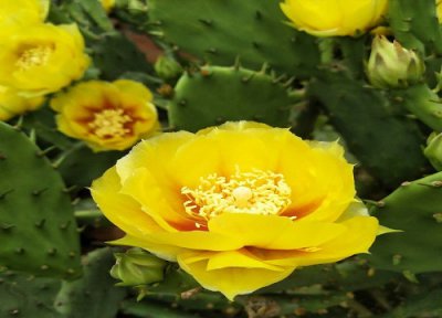 仙人掌开花有什么寓意 开花的寓意和象征