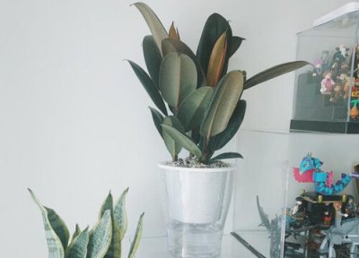 水培的木本植物 木本植物水培好还是土培好