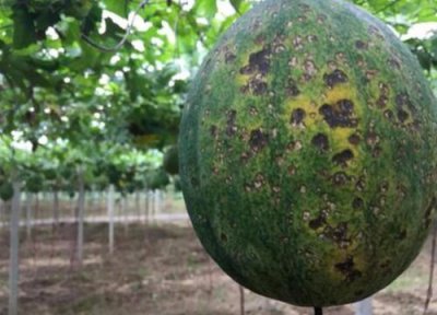 瓜蒌炭疽病发病原因 瓜蒌炭疽病的发病原因与治疗方法