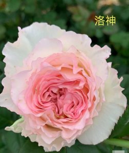 洛神月季花优缺点 灌木月季洛神抗病性强好养多季开花