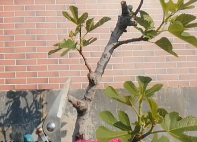 无花果怎样修剪才能多结果 无花果剪枝时间和方法