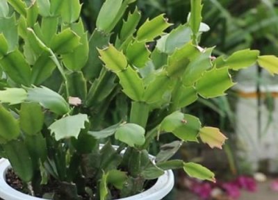 蟹爪兰叶子蔫了如何救 冬天、夏天叶子打蔫了怎么回事