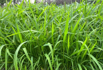 草鱼吃什么草最好养 草鱼爱吃这两种草长得快