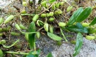 家庭种植石橄榄方法 家庭如何种植石橄榄