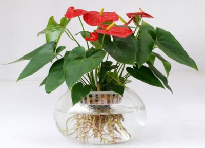 红掌正确的养护方法 如何避免养死