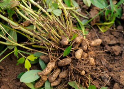 花生生长周期 花生打什么药好