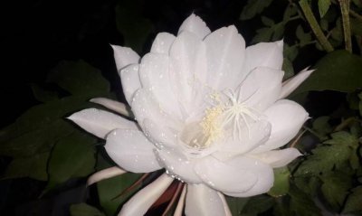 最名贵的十种花卉名称及图片 我国室内最名贵的花卉盆栽