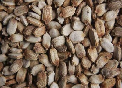 苦瓜种子播种时间 苦瓜种子什么时候播种最好