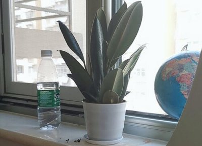 橡皮树有毒吗 能家中养吗