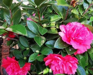 家庭养花如何正确使用硫酸亚铁 硫酸亚铁怎么用效果最好