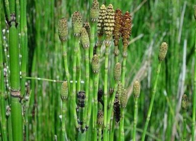 木贼的养殖方法 木贼的养殖方法和注意事项