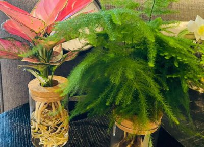 文竹文竹叶子发黄怎么挽救 如何避免文竹叶子发黄的问题