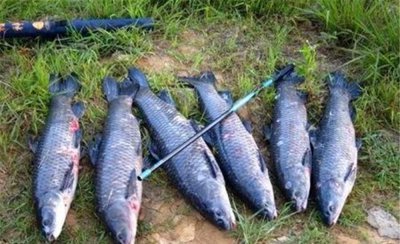 钓青鱼调漂的正确方法 图解黑坑钓大青鱼应该如何调漂