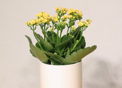 长寿花掉叶发黄是怎么回事 长寿花叶片发黄脱落该怎么办