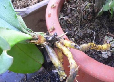 蝴蝶兰根部腐烂怎么办 夏季蝴蝶兰根腐病如何防治