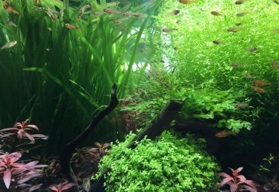 水草怎么养长得好 养殖观赏水草需要注意哪些问题