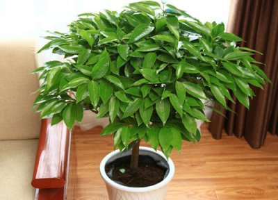 怎样养好幸福树盆景幼苗 小叶幸福树怎样来做成小盆景