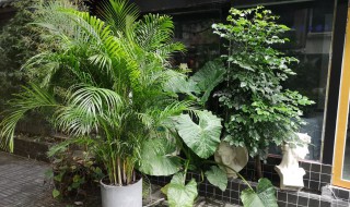 适合摆放在客厅的植物 适合放在客厅养殖的植物推荐