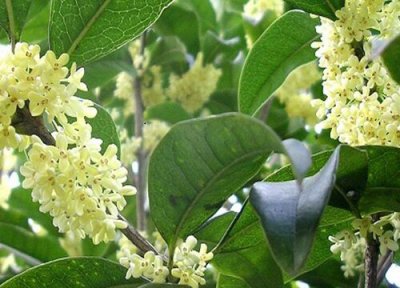 十大公认最好闻的花香 开花香味浓又好闻的花卉排行榜