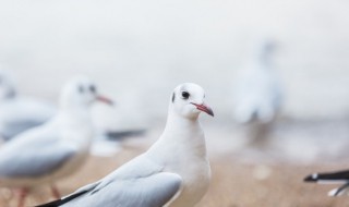 新手养殖鸽子注意哪些问题 新手养殖鸽子需要注意什么问题