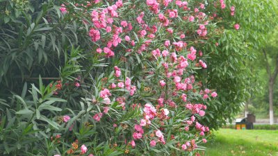 美丽却致命的花有哪些图片 美丽又有毒致命的花卉植物