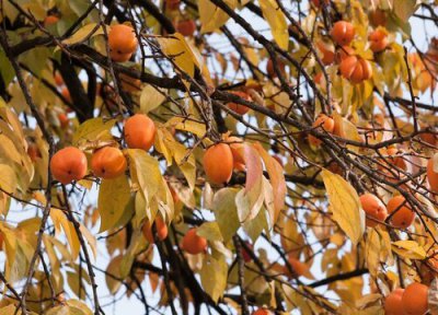 柿子树冬天落叶吗 柿子树怎样过冬管理