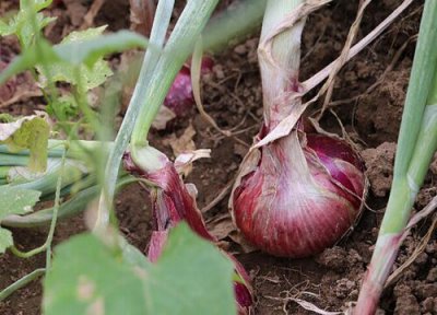 洋葱种植时间和方法 栽培技术和管理