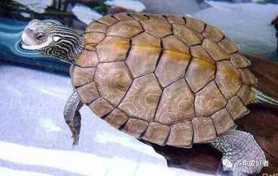 乌龟有没有牙齿和舌头 乌龟没有舌头是怎么吃东西的