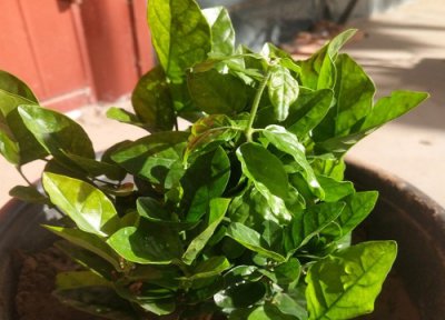 茉莉花土壤要求 茉莉花土配制方法