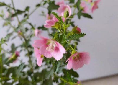 木槿花什么时候开花 花期是每年6~9月份