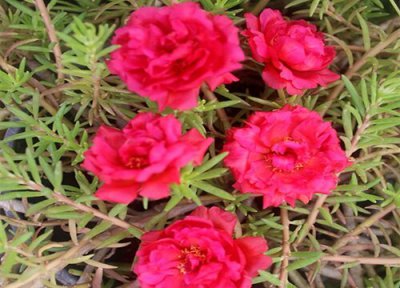 太阳花开放季节 太阳花开在什么季节