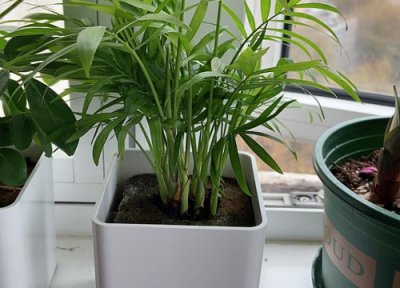 袖珍椰子喜阴还是喜阳 袖珍椰子喜阴还是喜阳光的植物