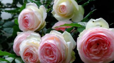 什么月季品种比较名贵 月季最值得购买的品种推荐