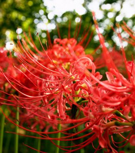 石蒜花和彼岸花一样吗 彼岸花和石蒜花是什么关系
