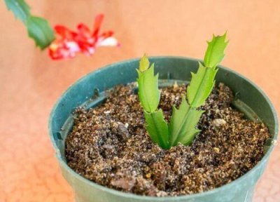 蟹爪兰扦插能活吗 蟹爪兰如何扦插成活率高