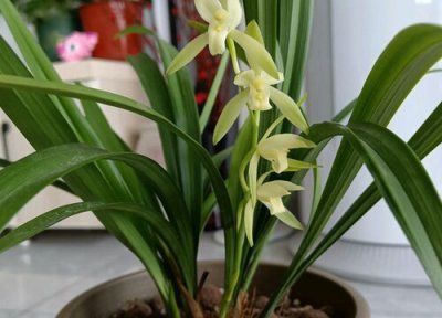 建兰怎样养才能开花 新栽的建兰什么时候开花如何管理